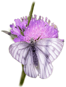 Lila-weisser Schmetterling sitzt auf Lila Blume
